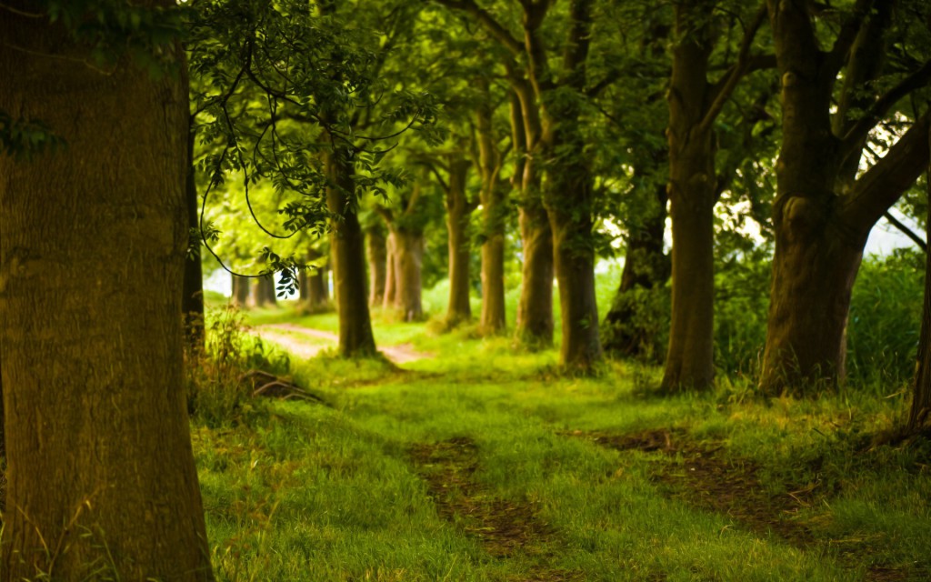 summer-green-forest-path-wallpaper-7465-7753-hd-wallpapers