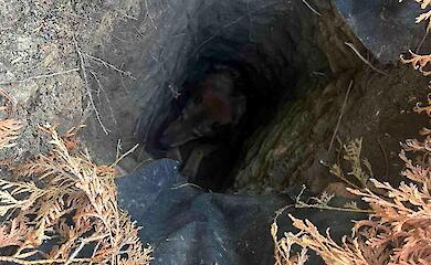 В селе возле Обухова спасли собаку: провалилась в глубокую яму