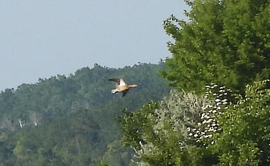 "Тень на крыльях": что за птичку сфотографировали возле Днепра