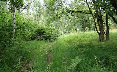 Уникальный природный оазис под Киевом: заказник "Лесники"