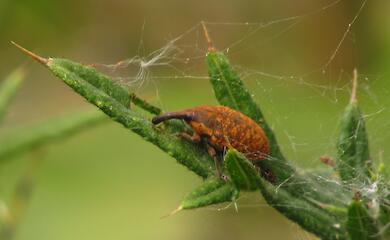 Вредитель или помощник: легендарное существо сфотографировали крупным планом на Обуховщине