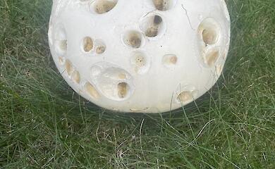 Похожего на лунный пейзаж гриба нашли на Обуховщине