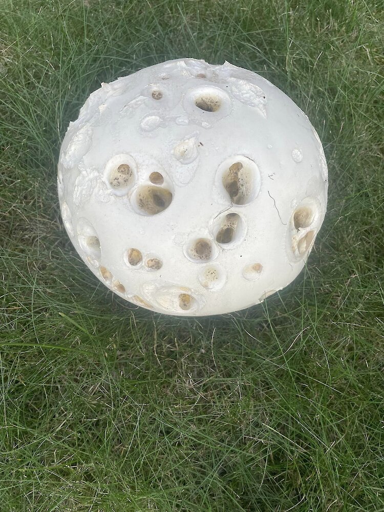 Похожего на лунный пейзаж гриба нашли на Обуховщине