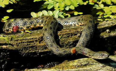 Днепровские "анаконды": кого из отечественных пресмыкающихся можно так назвать