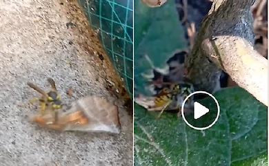 Кот поймал осу, которая поймала бабочку: насколько это возможно