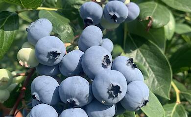 1000 (!) сортов растений можно приобрести недалеко от Обухова