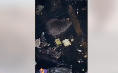Бобер потрапив у халепу і мужньо тримався цілу добу