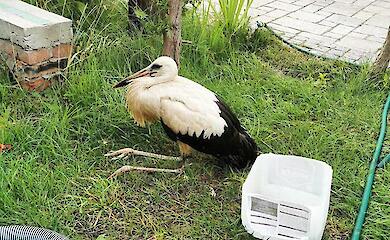 Из Подгорец эвакуировали больного аиста: поехал на лечение