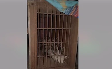 Українські військові знайшли купу трупів тварин і врятували двох живих