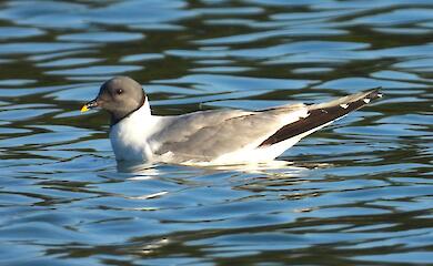 Настоящее открытие: в селе возле Обухова впервые в Украине заметили редкую птицу