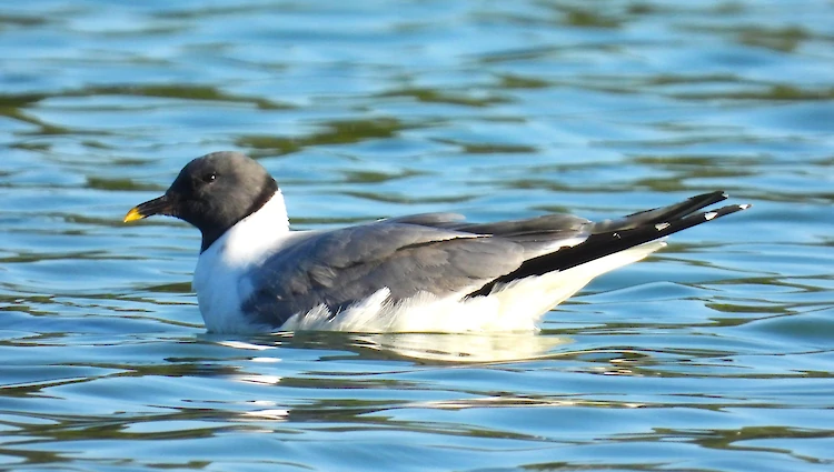 Настоящее открытие: в селе возле Обухова впервые в Украине заметили редкую птицу