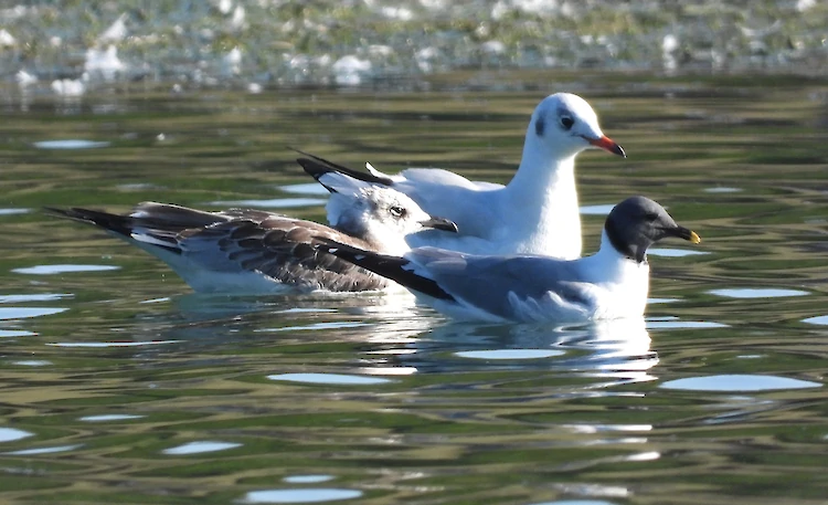 Настоящее открытие: в селе возле Обухова впервые в Украине заметили редкую птицу