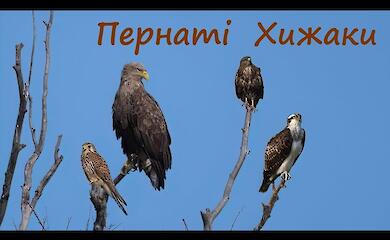 ТОП пернатых хищников Обуховщины на примере орлов Ржищевской громады