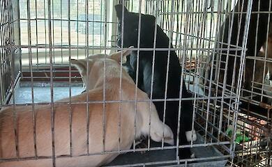 В Украинке простерилизуют бездомных животных