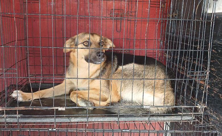 В Украинке простерилизуют бездомных животных