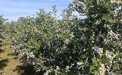 Сорт имеет значение: урожайность голубики на Обуховщине в 2024 году проанализировали