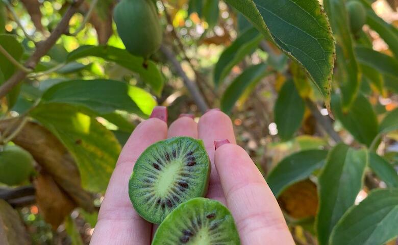 В питомнике вблизи Обухова выращивают экзотическое растение
