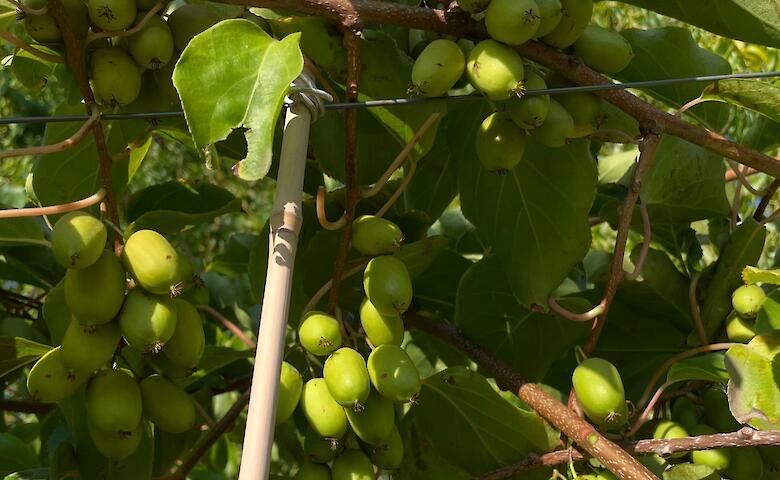 В питомнике вблизи Обухова выращивают экзотическое растение
