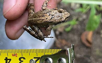 Первая проверка тайников для рептилий в Ржищеве превзошла ожидания