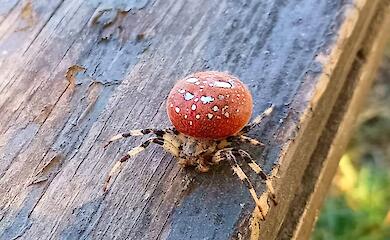 Вблизи Обухова зафиксировали паука, который плетет паутину крепче стали