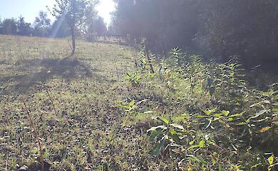 Энтузиасты рассказали о легком способе борьбы с вредным растением