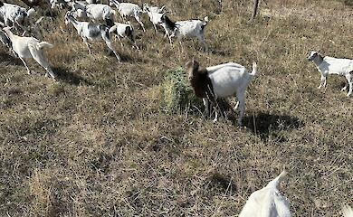 Возле Ржищева экспериментируют с инновационным выпасом животных