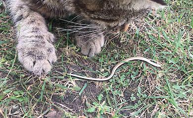 Кошка поймала необычное существо: похожее на змею, но не оно