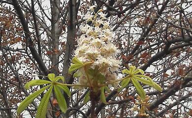В Обухове зацвели каштаны: в чем причины этой аномалии