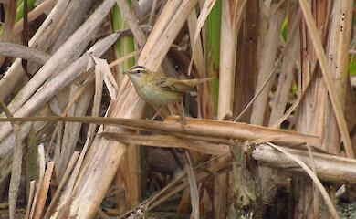 Поздняя встреча: на Обуховщине заметили птичку, которая должна была уже улететь