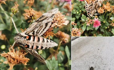 Символ возрождения заметили на могиле погибшего воина в Обухове