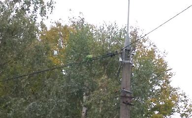 Экзотические птицы добавляют шарма старому украинскому городу