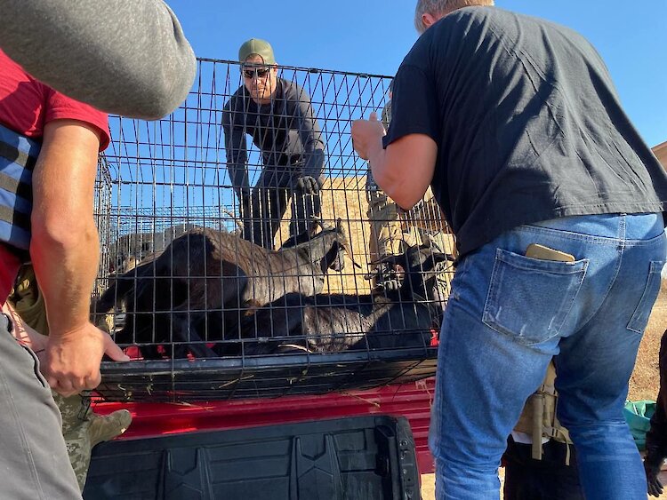 Война и козы: как фермеры из Херсонщины строят новую жизнь на Обуховщине