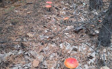 В обухівський лісах помічений мікродозинг: навіть не пробує ховатися