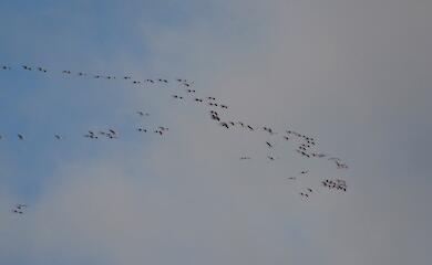 Журавли огромными стаями массово покидают Обуховский район