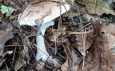 Лес влажный, но грибов нет: что находят под Обуховом