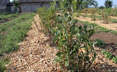 В питомнике на Обуховщине рассказали, что делать осенью с голубикой