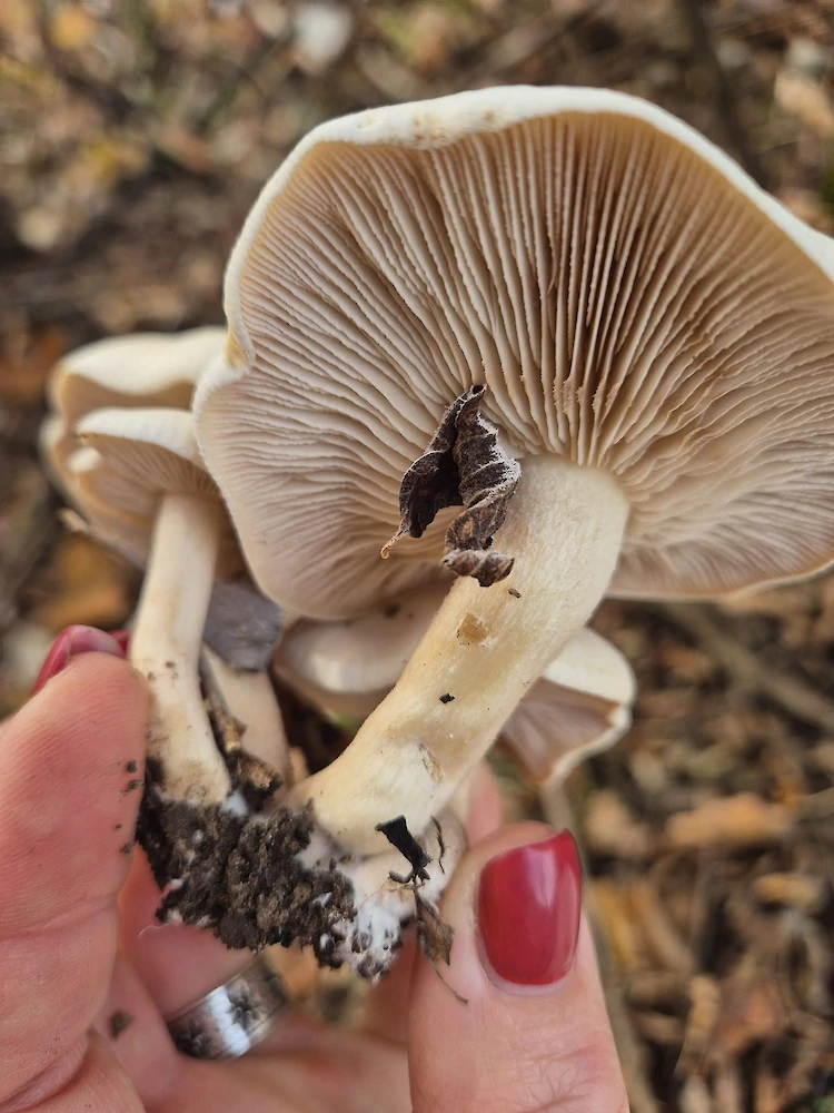 Что за грибы растут в лесу возле Василькова