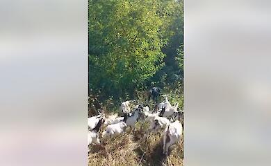 Осенний выпас на ветках: возле Ржищева развивают инновационный подход к питанию коз