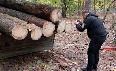 В национальном парке на Киевщине выявлена незаконная вырубка и задержаны его работники