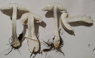 Есть или не есть грибы из леса под Германовкой?