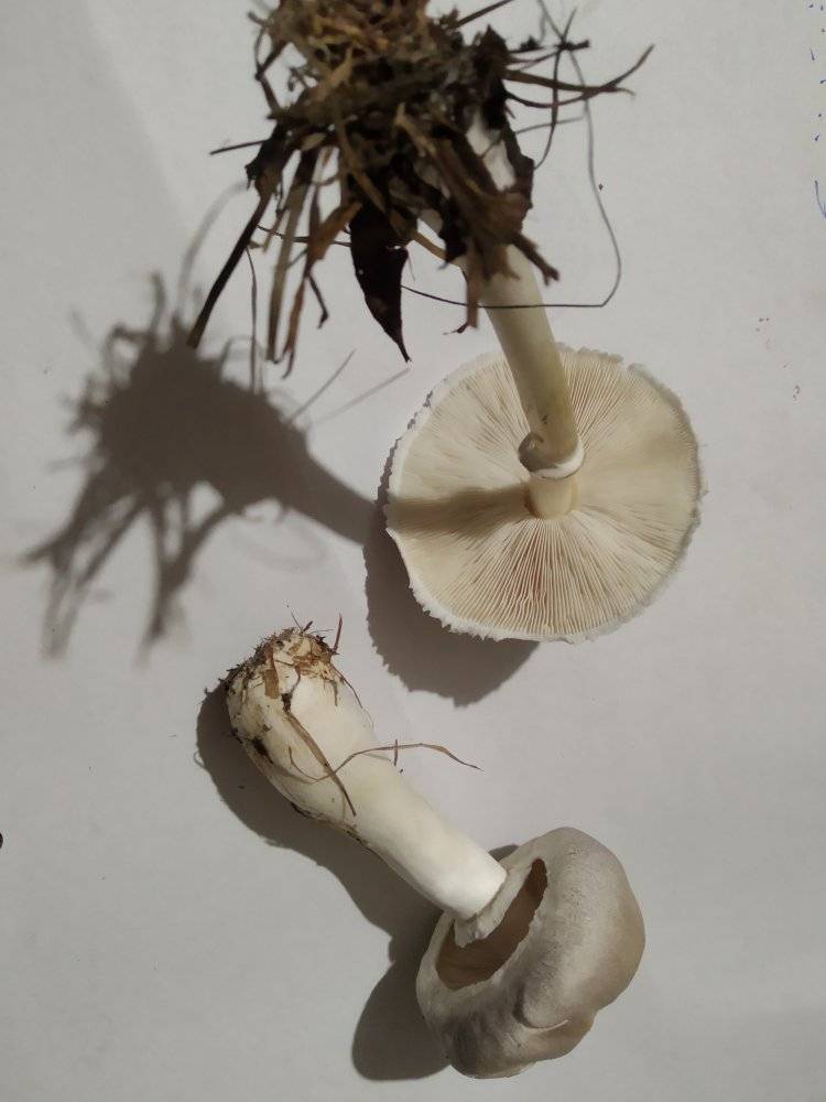 Есть или не есть грибы из леса под Германовкой?