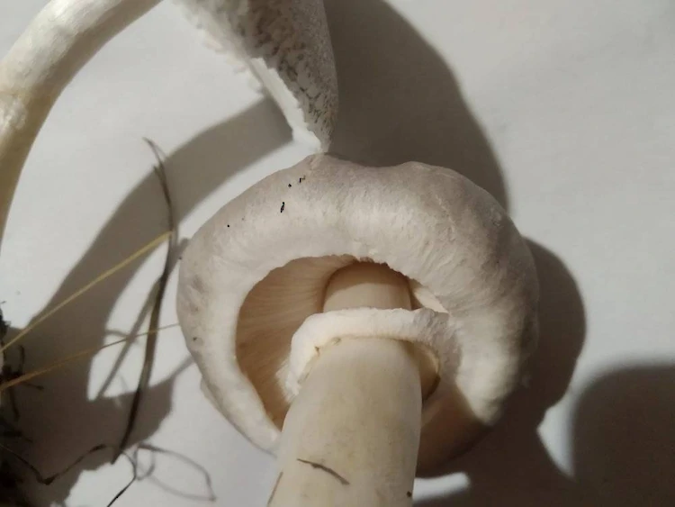 Есть или не есть грибы из леса под Германовкой?