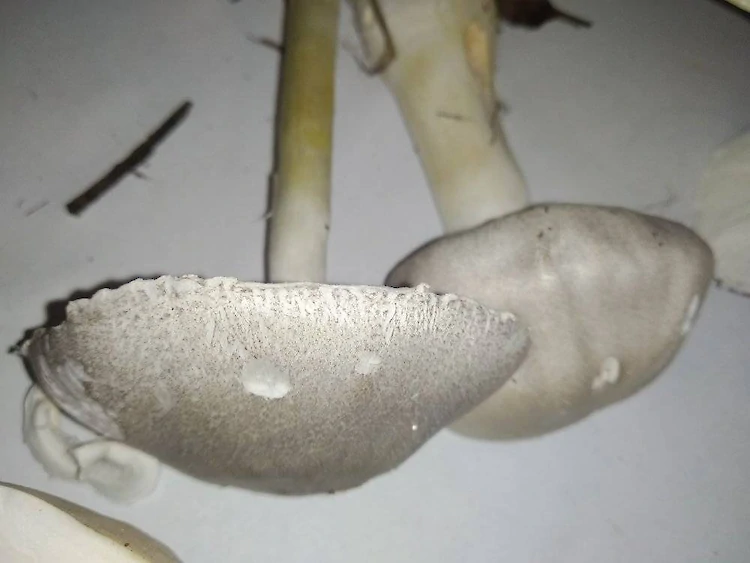 Есть или не есть грибы из леса под Германовкой?