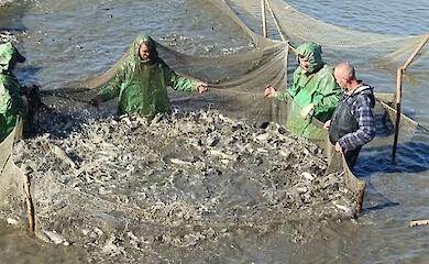 Зарыбление водоемов: более 17 тонн биоресурсов пополнили водохранилище в Обуховском районе (ФОТО)