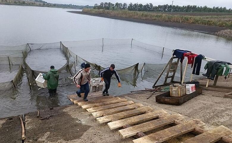Понад 17 тонн риби випустили у водосховище на Обухівщині