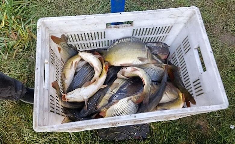 Понад 17 тонн риби випустили у водосховище на Обухівщині