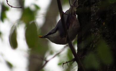 "Уникального альпиниста" заметили на Обуховщине: может передвигаться вниз головой