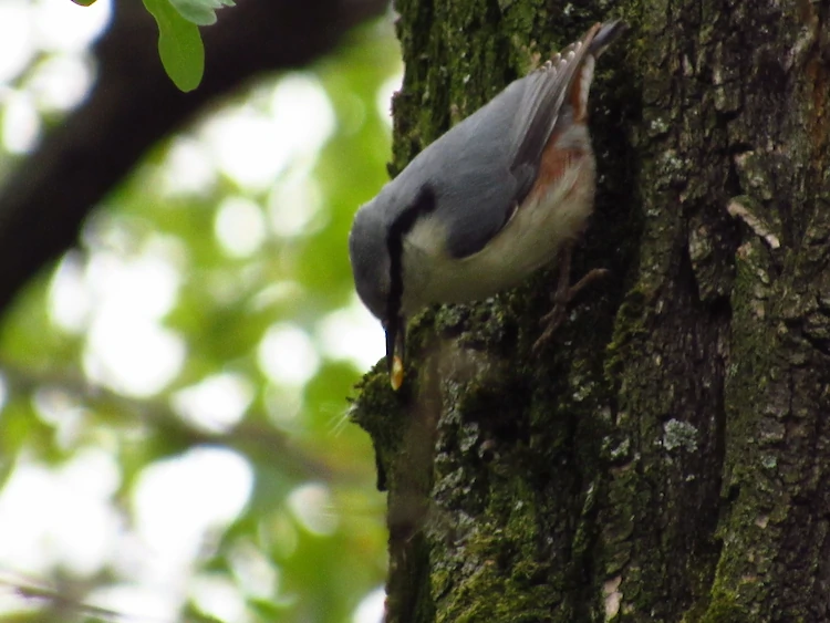 "Уникального альпиниста" заметили на Обуховщине: может передвигаться вниз головой