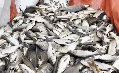 Для восстановления биоразнообразия реки Красной на Обуховщине, выпустили около 300 тысяч рыб (ВИДЕО)