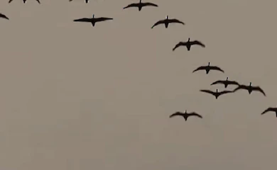 Гуси покидают Обуховщину для того, чтобы вернуться весной